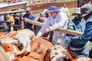 Farmers slam FMD jab 'monopoly as fresh batch of vaccines arrives
