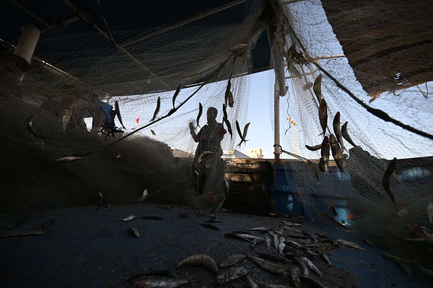 A fisherman sorts sardines from his nets