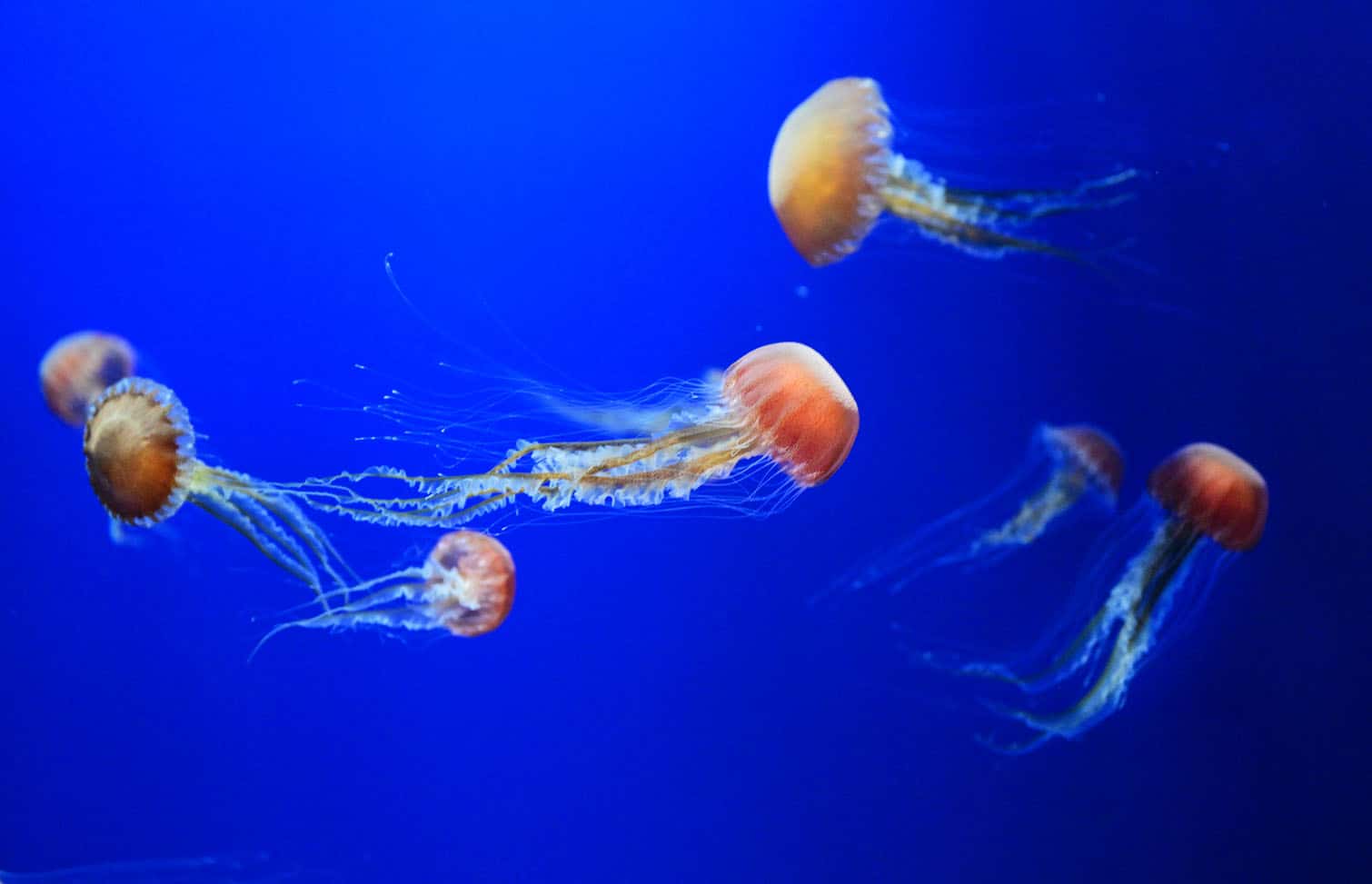 Honduran sea nettles