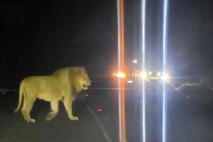Sighted lion