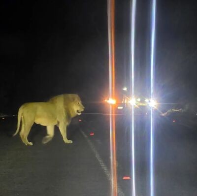 You can relax, the second Mpumalanga lion has been
