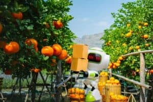 AI set to reshape South Africa’s fruit export industry