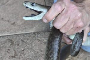 The adult male black mamba measured 2.4m, a little shy of Jason Arnold's record of 3.1m.