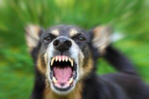 Eight dogs euthanised after woman mauled to death in Klerksdorp