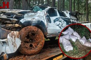 The double cab used to carry stolen avos. Insert: Some of the stolen recovered avos.