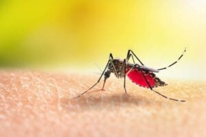 Mosquito remains Africa’s deadliest creature