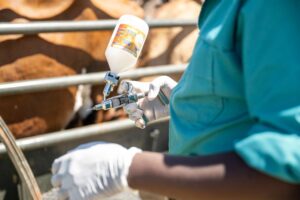 Foot and mouth vaccination