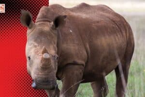 Photo of a white rhino for illustration purposes only.