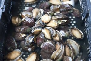 Hawks land R1.2m blow on Abalone syndicate in Gqeberha