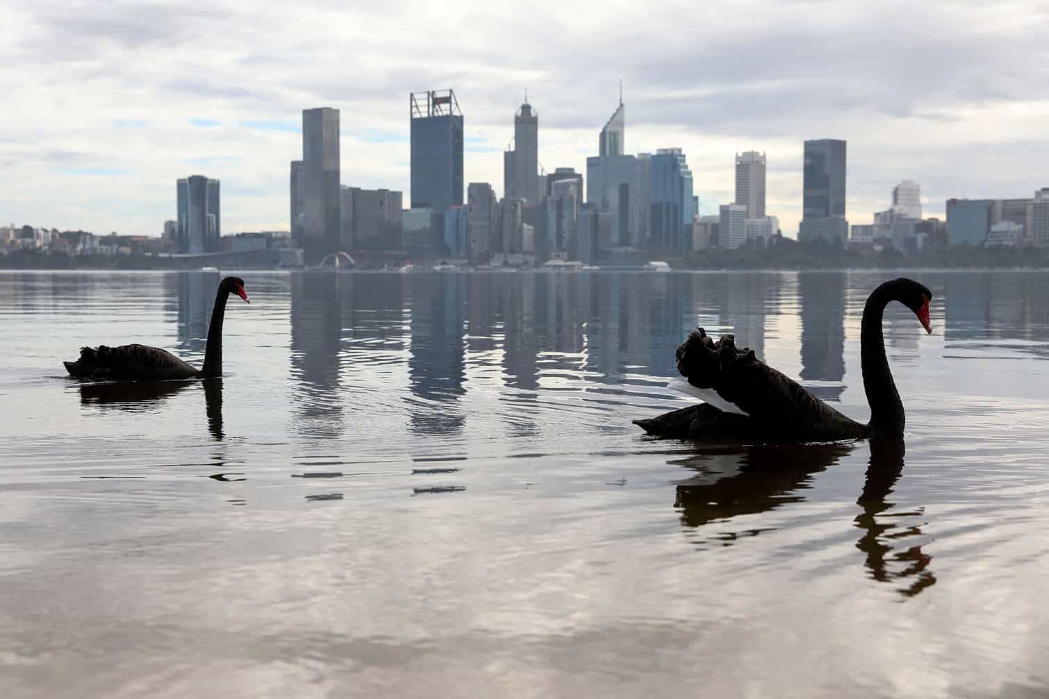 Swans swim in front of the central business district