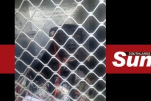 One of the dogs taken from Blue Bundu Brigade’s home by metro police and SPCA.