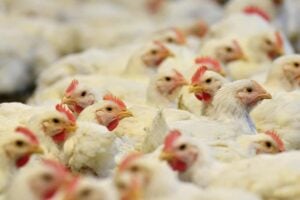 Limpopo chicken project fails