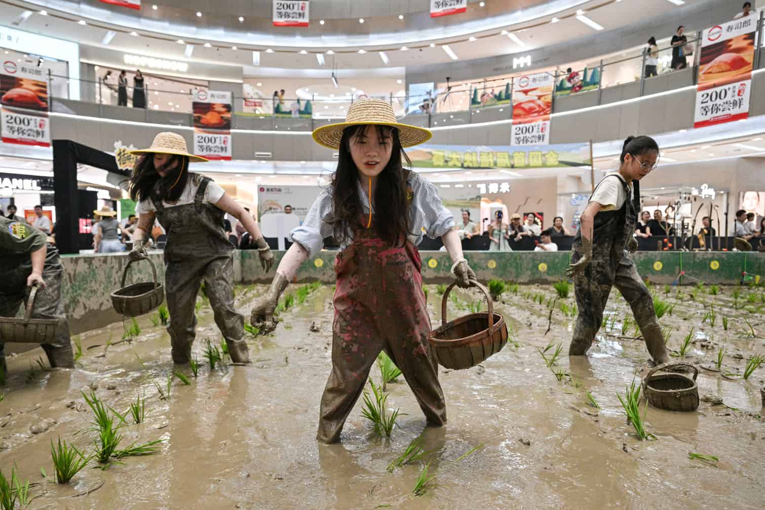 Competitors take part in a rice transplanting competition