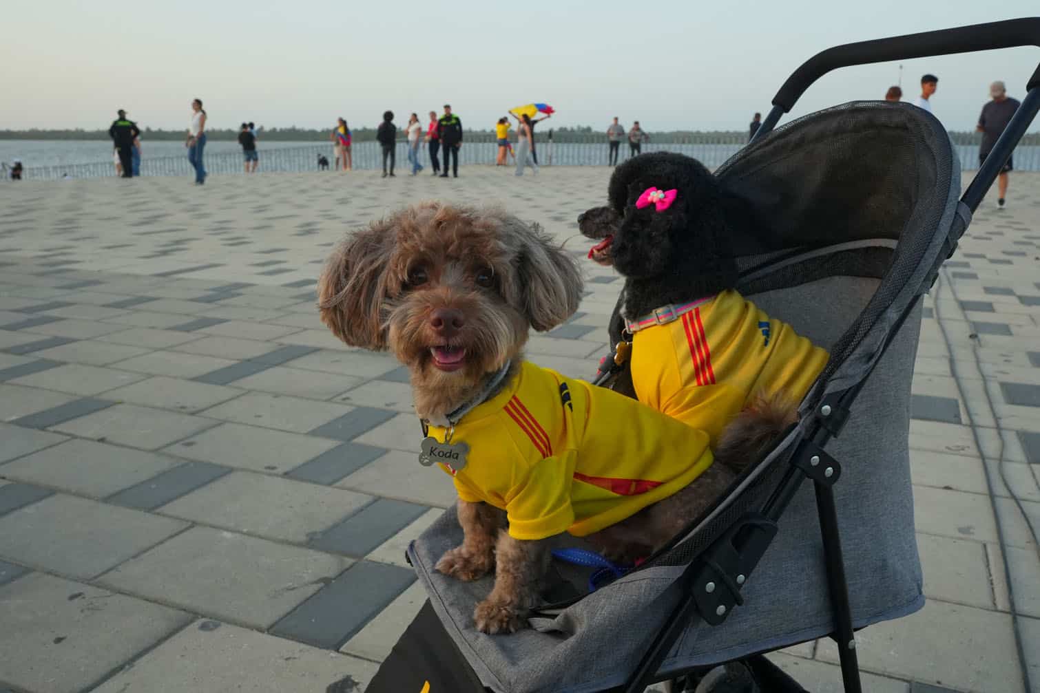 Two dogs on a stroller wearing national football team jerseys
