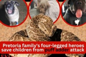 Rex, a beloved Yorkshire terrier from Gerhardsville, died after being bitten by a puff adder while protecting his family. His owners believe he and the family's other dogs helped keep the snake away from their young children.