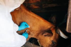 FMD, Foot and mouth disease, the department of agriculture, vaccinations, distribution, programme, farmers, livestock