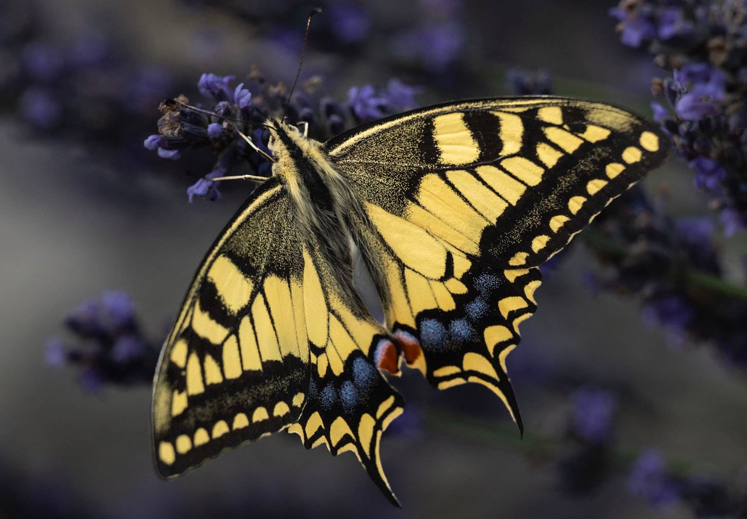 A common yellow swallowtail butterfly