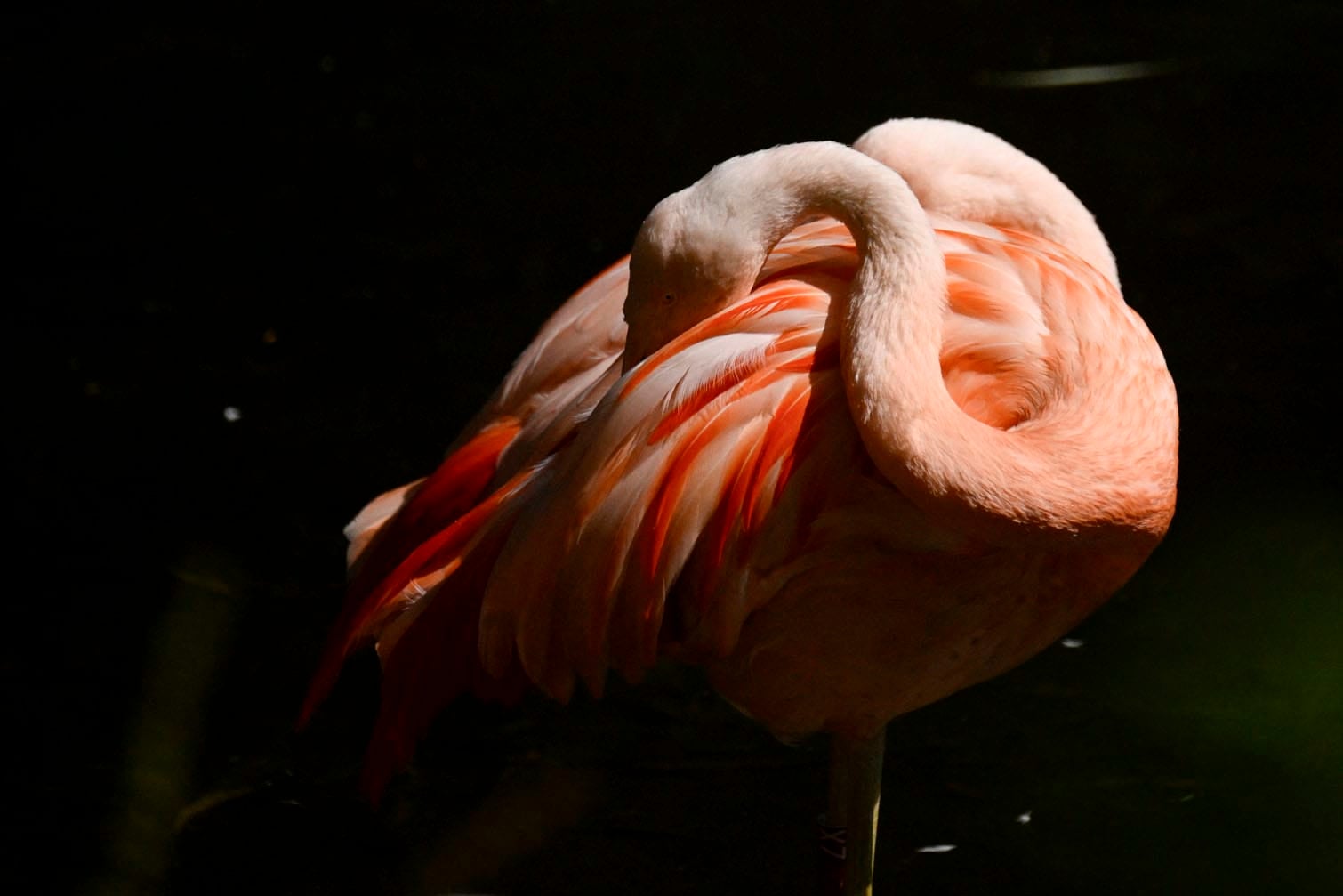 A flamingo rests at a water pond