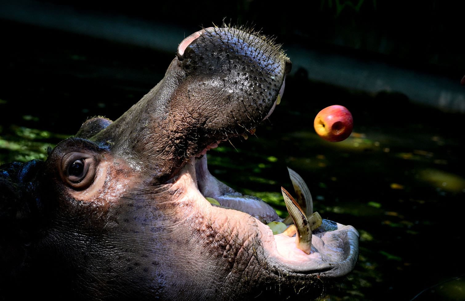 A hippopotamus catches a frozen apple