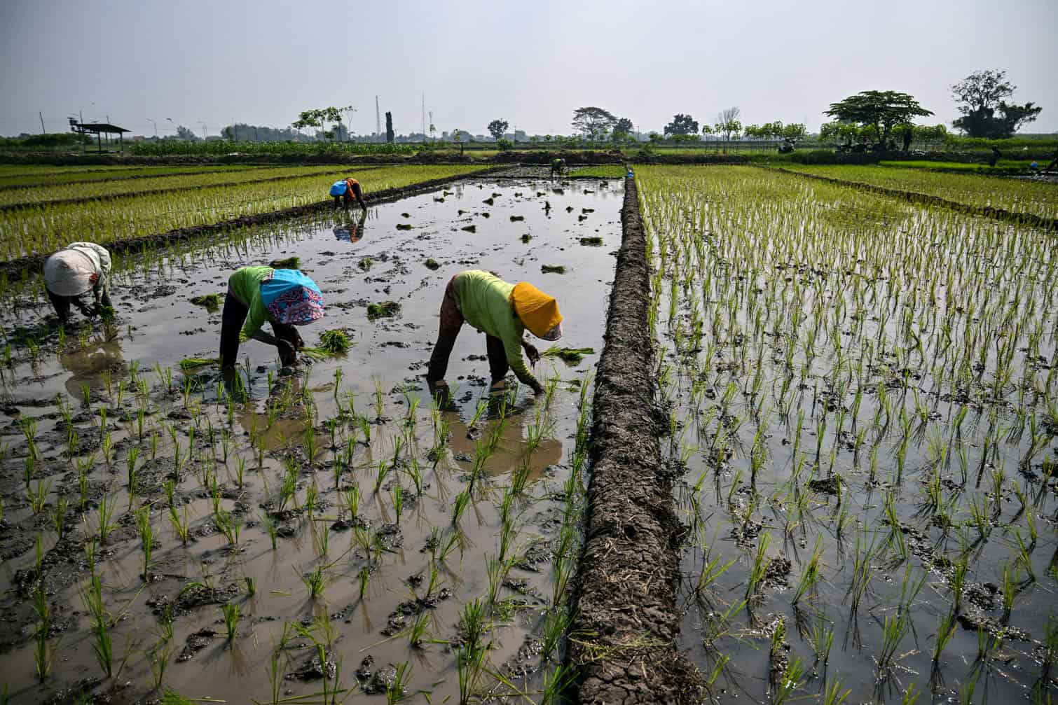 Farmers plant rice seedlings