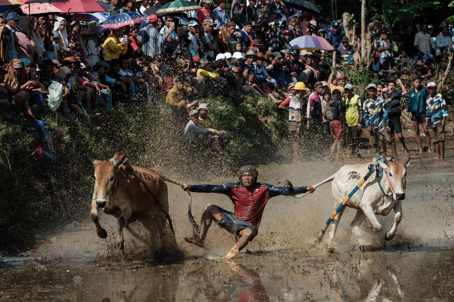 A jockey balances on a wooden plough adapted for the race