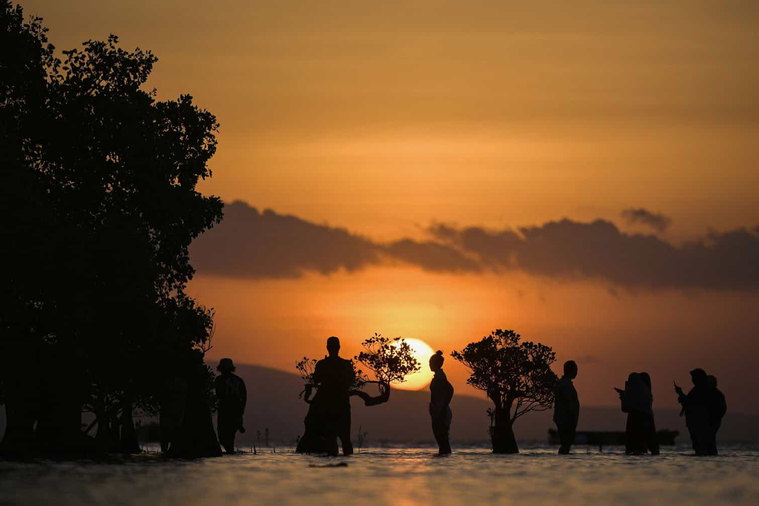 People stand in the water near mangrove trees
