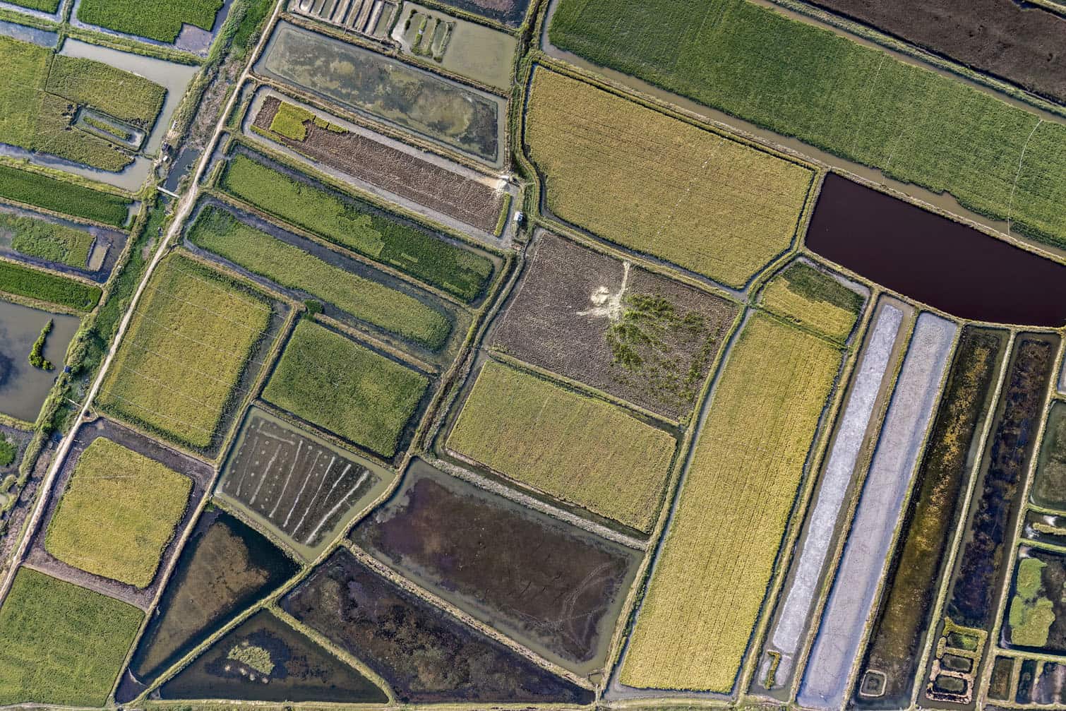 rice paddy fields