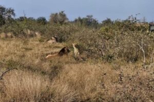 An open safari vehicle drives off-road at a lion sighting.