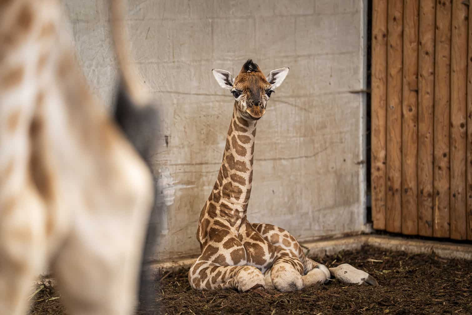 A male baby giraffe named Kenyi