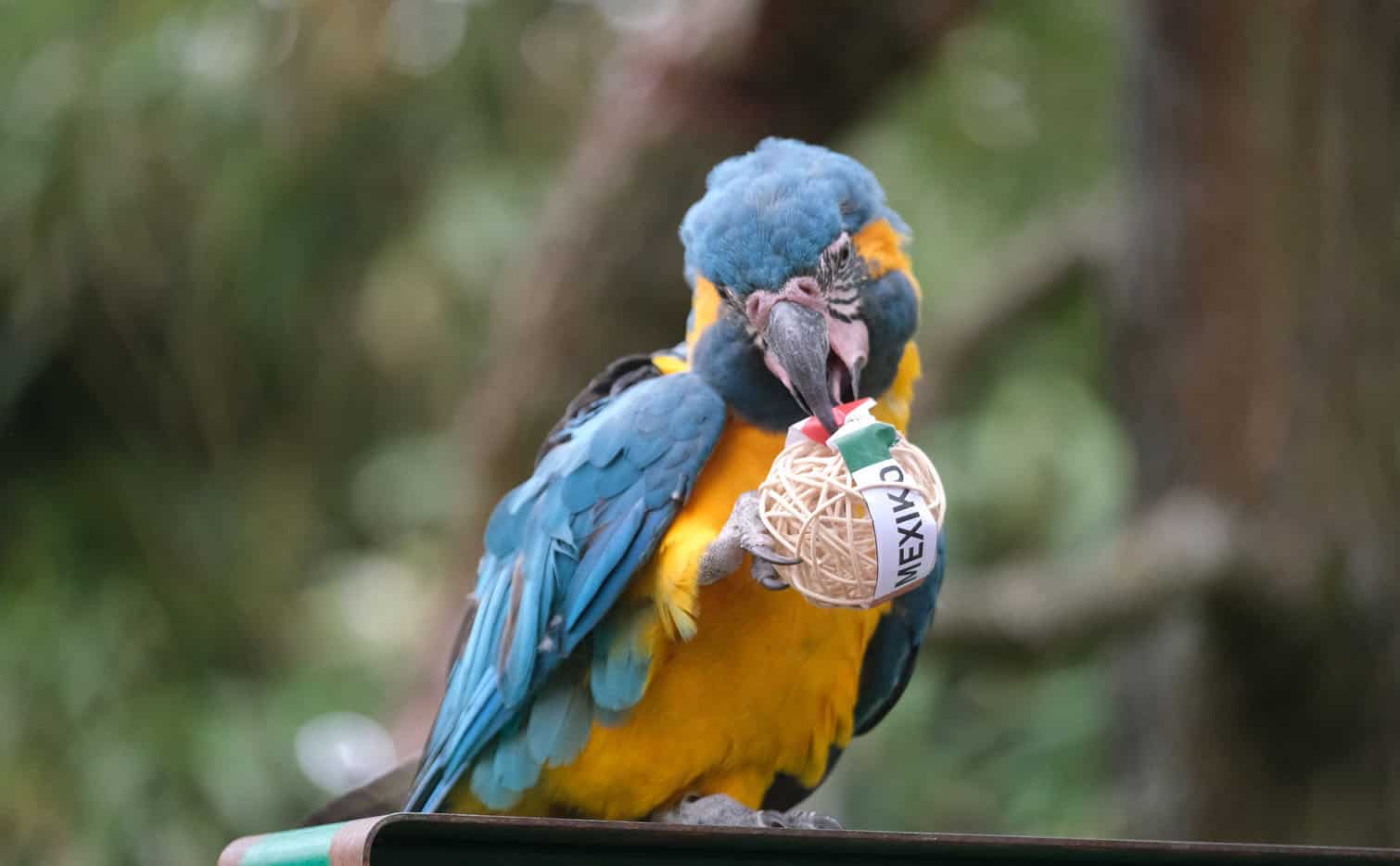 Parrots predict soccer results