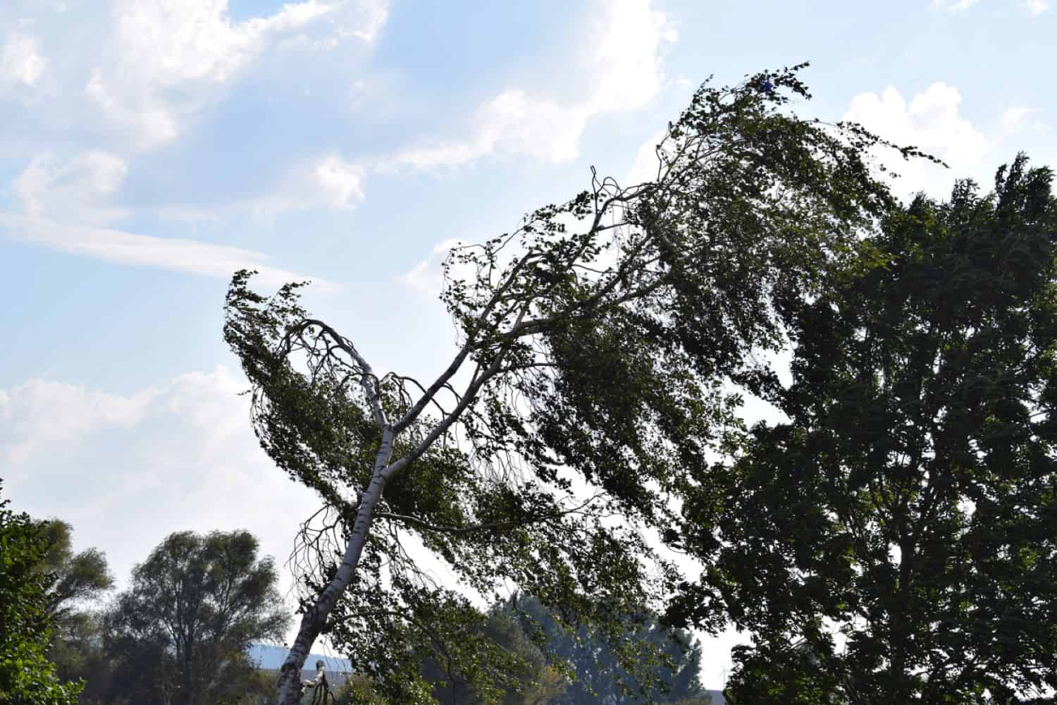Father’s Day weather: Damaging winds expected in parts of Northern Cape and Western Cape
