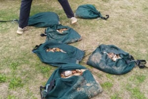 Abalone and drugs found by Anti Gang units.