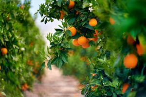 citrus farm insurance Sars