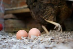 Everyone has an opinion and wants to lay an egg