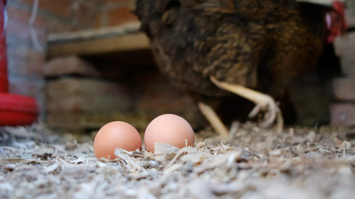 Everyone has an opinion and wants to lay an egg