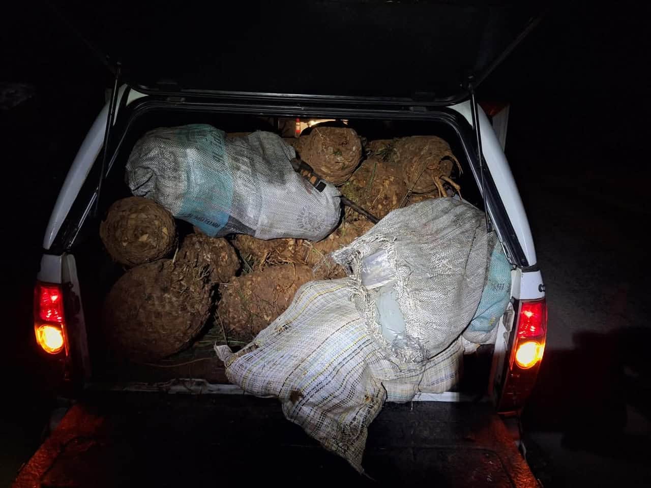 stolen cycads, protected species, Saps, arrests, suspects