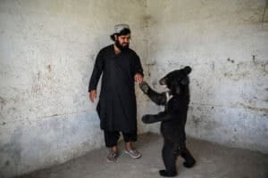 An Afghan zookeeper interacts with a sloth bear cub
