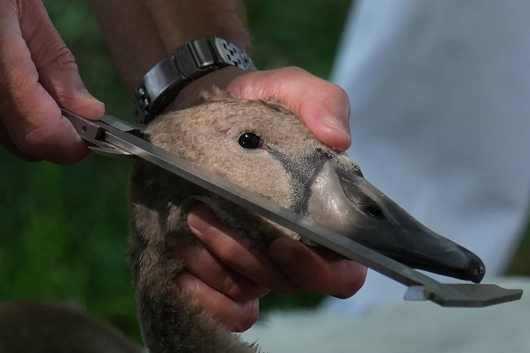 A cygnet is measured and checked