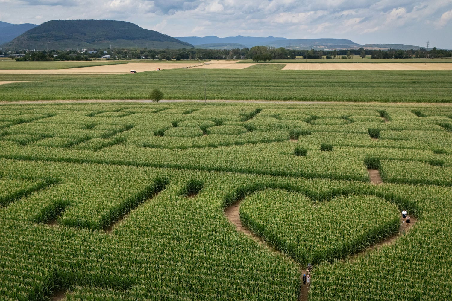 people walking through a maze