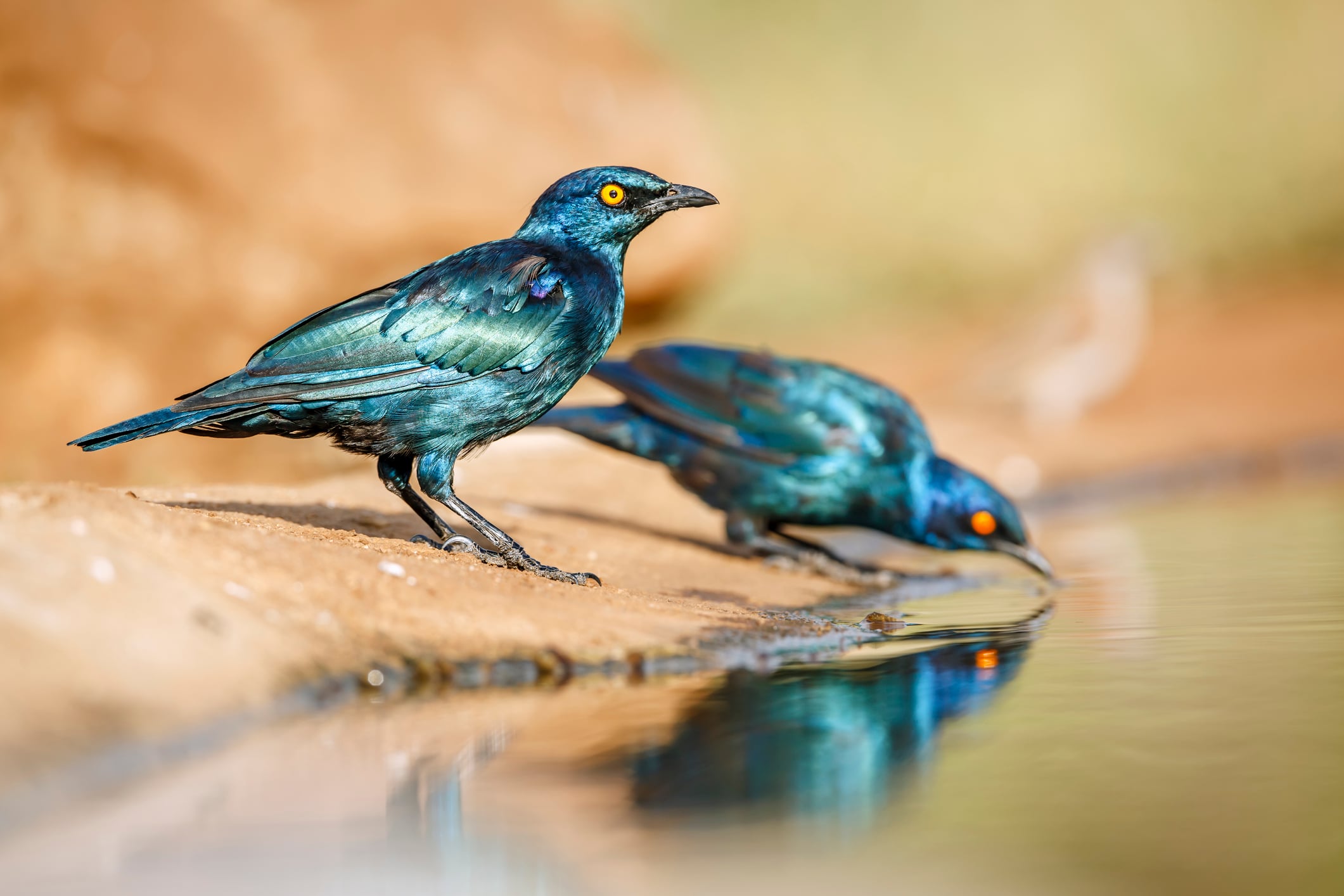 Kruger National Park named among world's top 10 birdwatching destinations