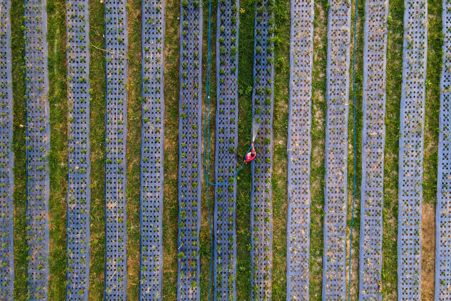 a farmer watering horticultural crops