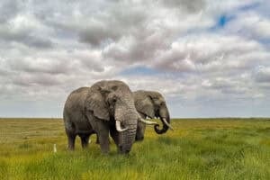 2026 iPhone Photography Awards