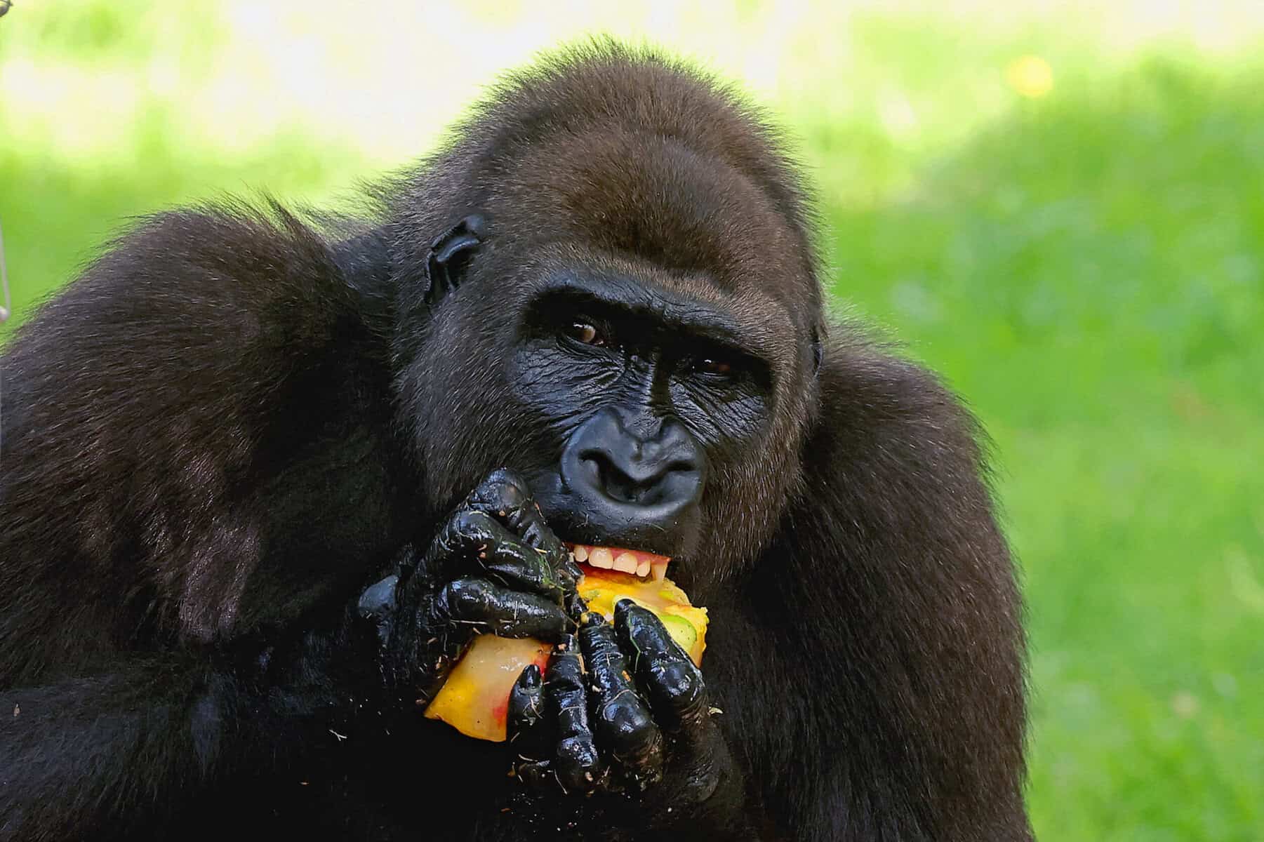 Western lowland gorilla