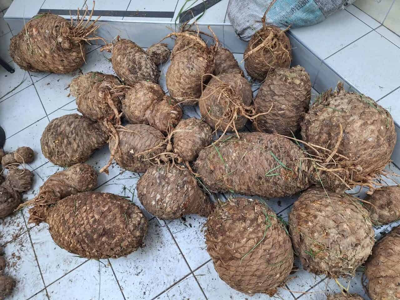 stolen cycads worth R1.5 million
