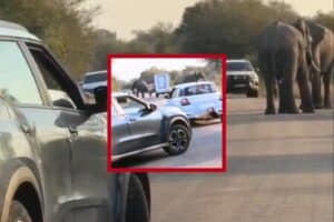 A delivery truck belonging to a well-known local cheese supplier allegedly almost hit two fighting elephant bulls.