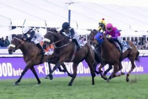 Horses at Greyville racecourse