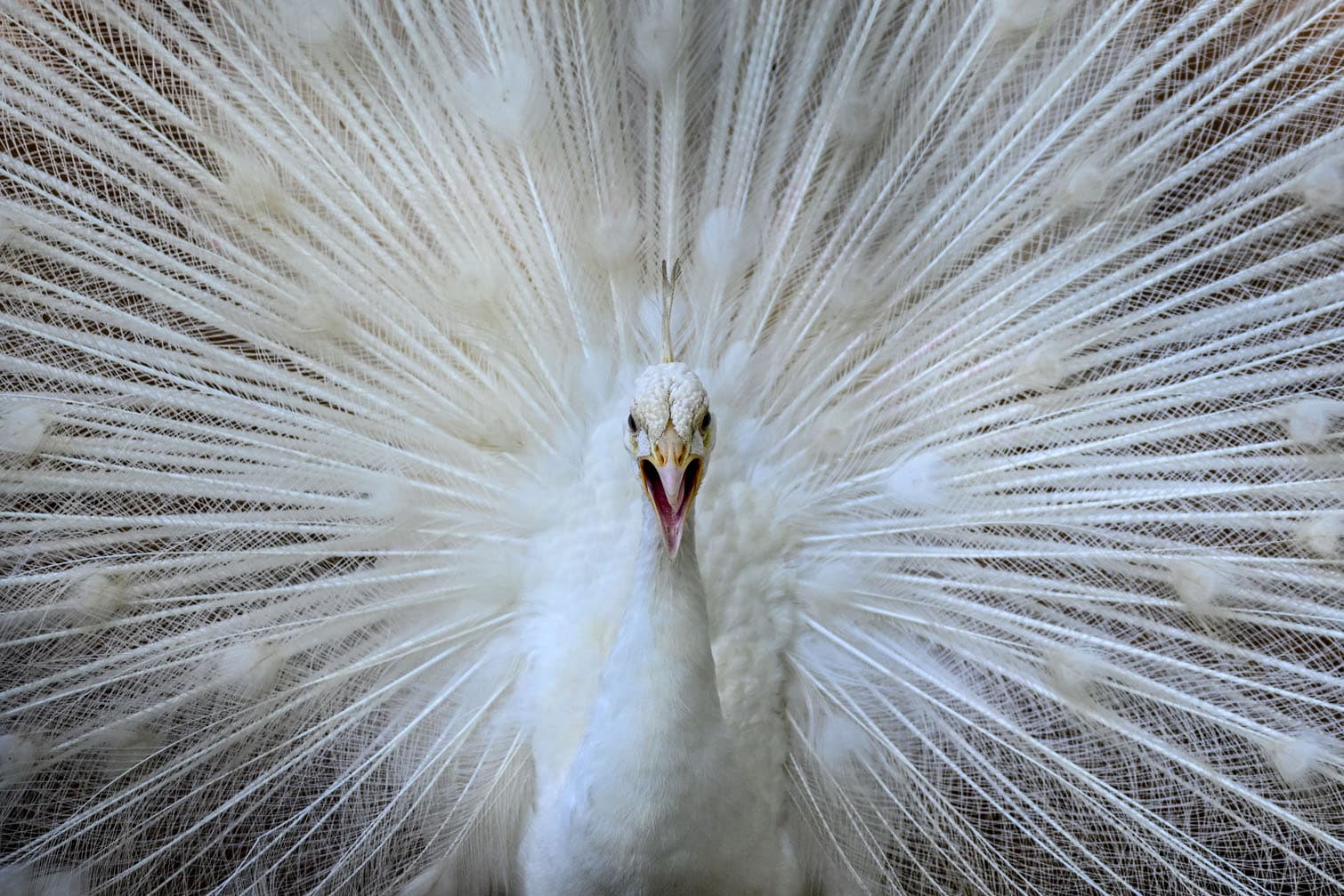 A white peacock