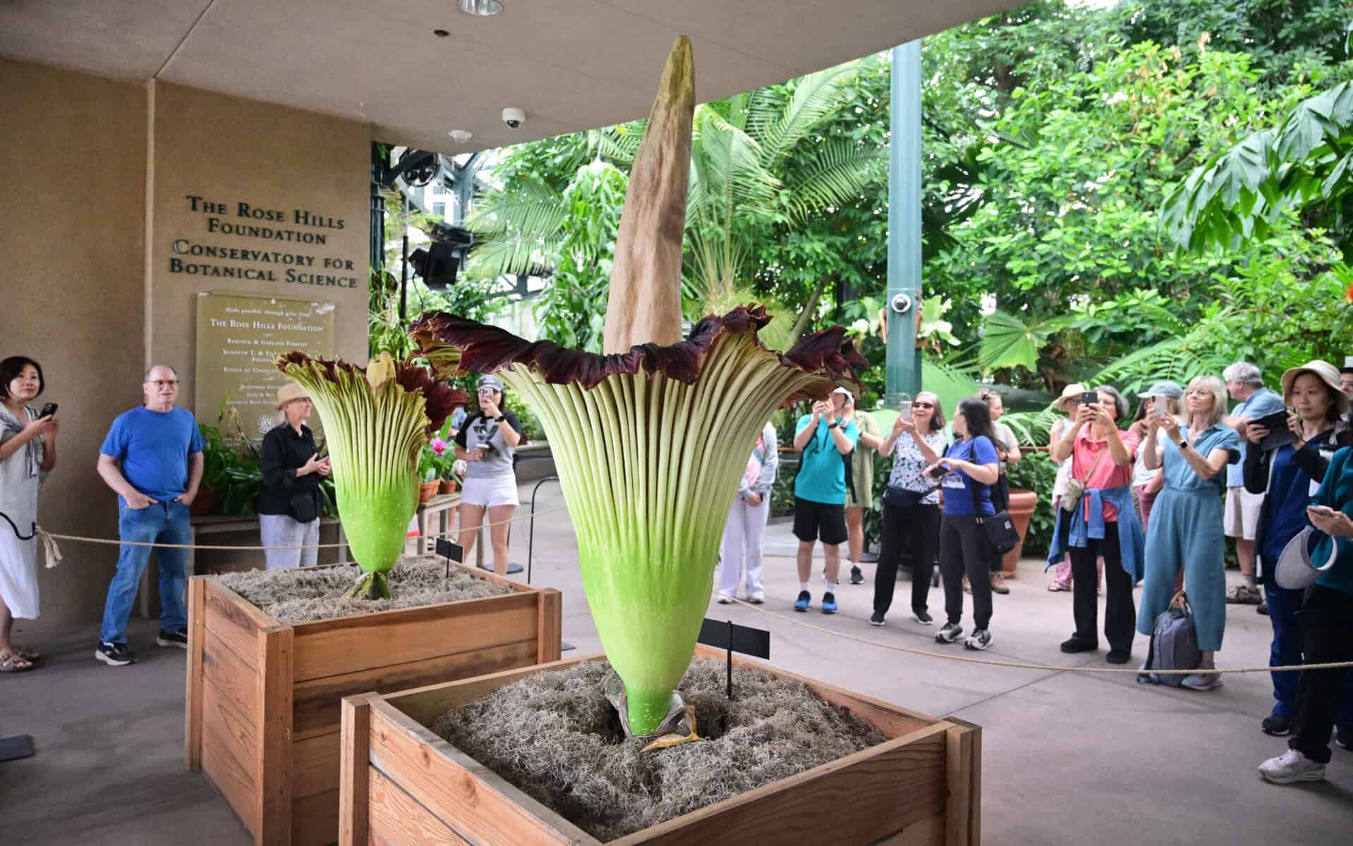 People view the blooming corpse flowers