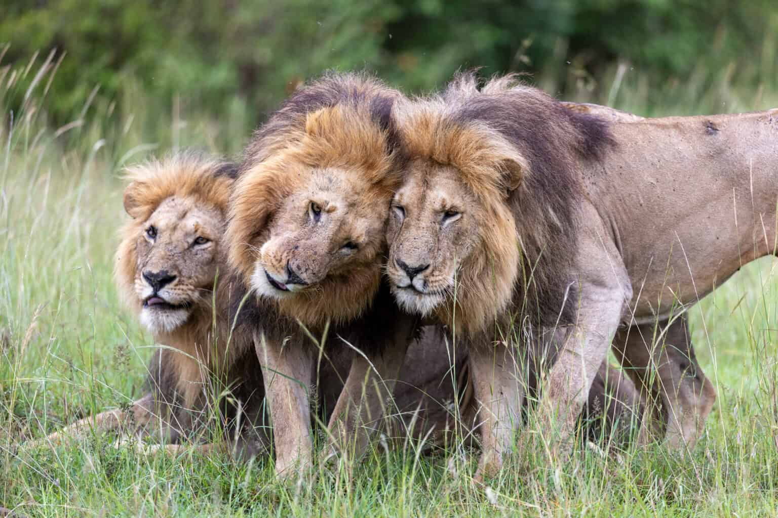five-things-lion-director-faith-musembi-learnt-about-life-from-the