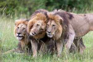 The pride males, Olepolos, Osapuk and Orkitok, maintain a tight bond.